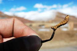 Récolte du mycélium de Cordyceps au Tibet